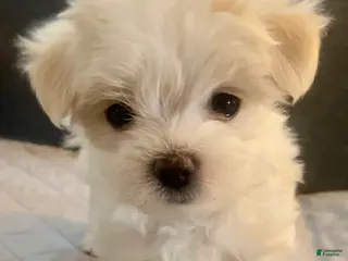 Maltese dogs Maltese Puppy 1 - Ad 18