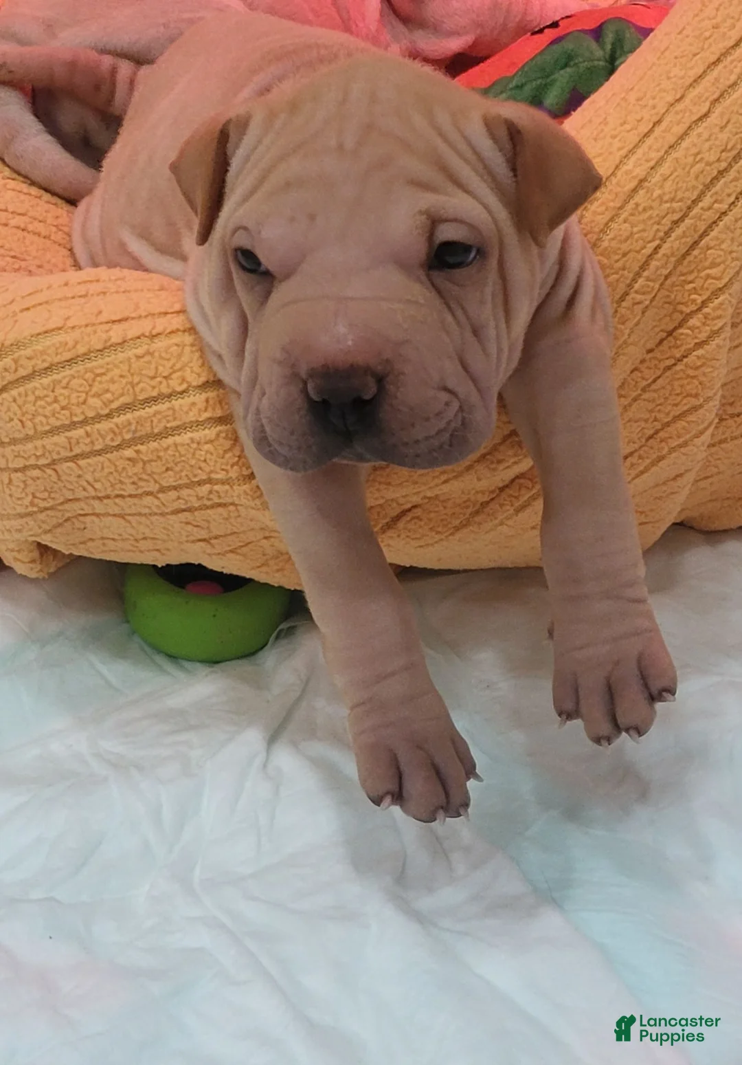 Shar Pei dogs for sale: Monkey  - Ad 1