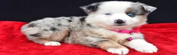 Miniature Australian Shepherd dogs for sale: Carmen - Ad 8