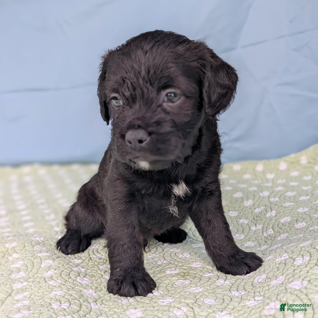 Mixed Breed dogs for sale: Black Prince - Ad 10
