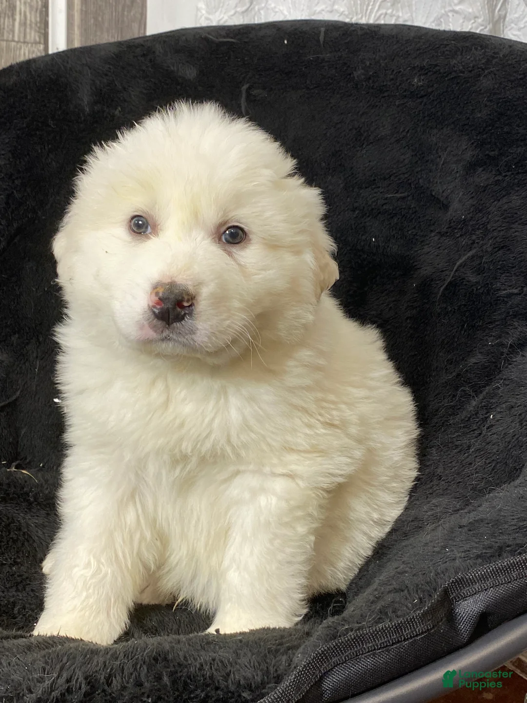 Great Pyrenees dogs for sale: Grayson - Ad 6