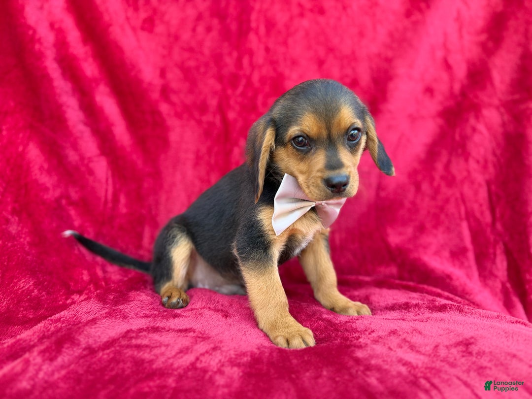 Beagle dogs for sale: Goose - Ad 5