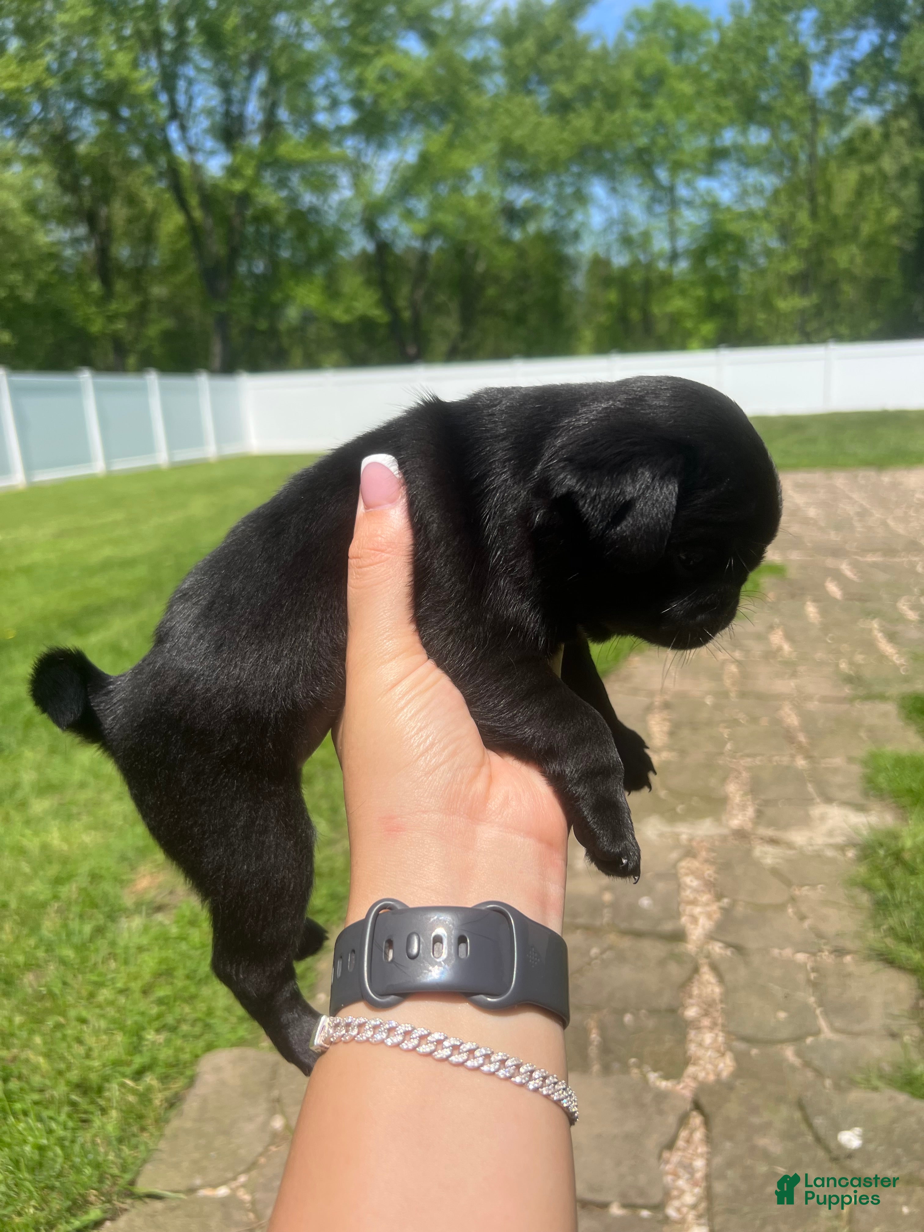 Pug dogs Nicky - Ad 2