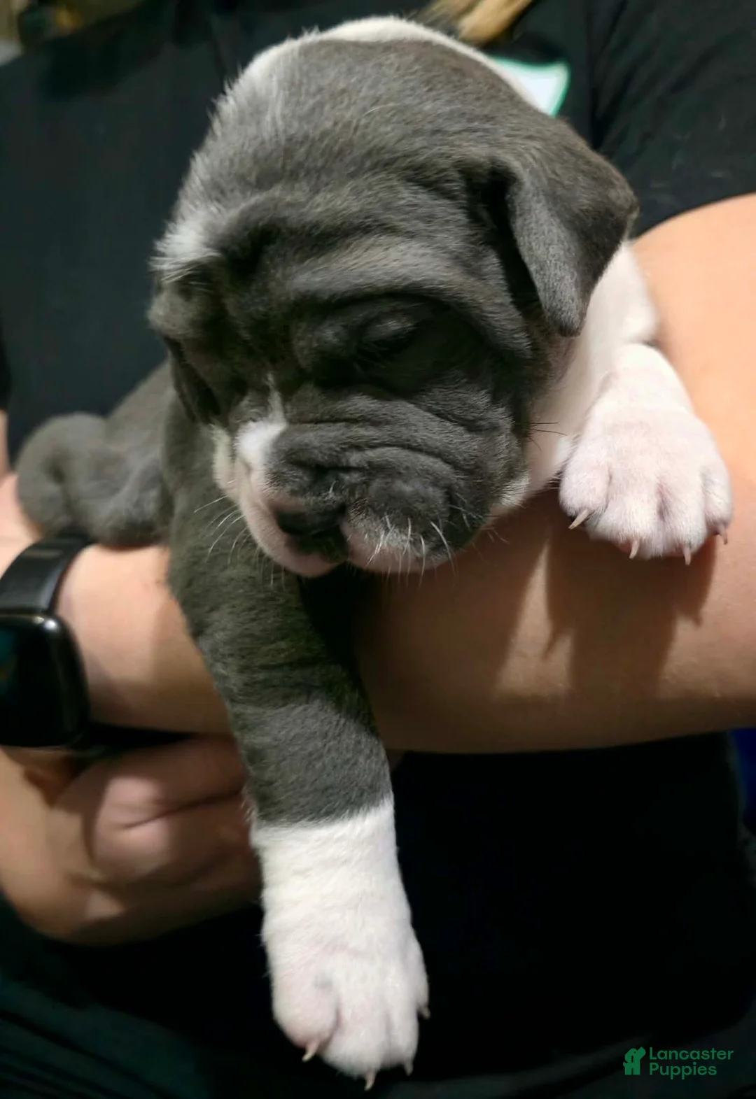 Cane Corso dogs for sale: Gunner - Ad 3