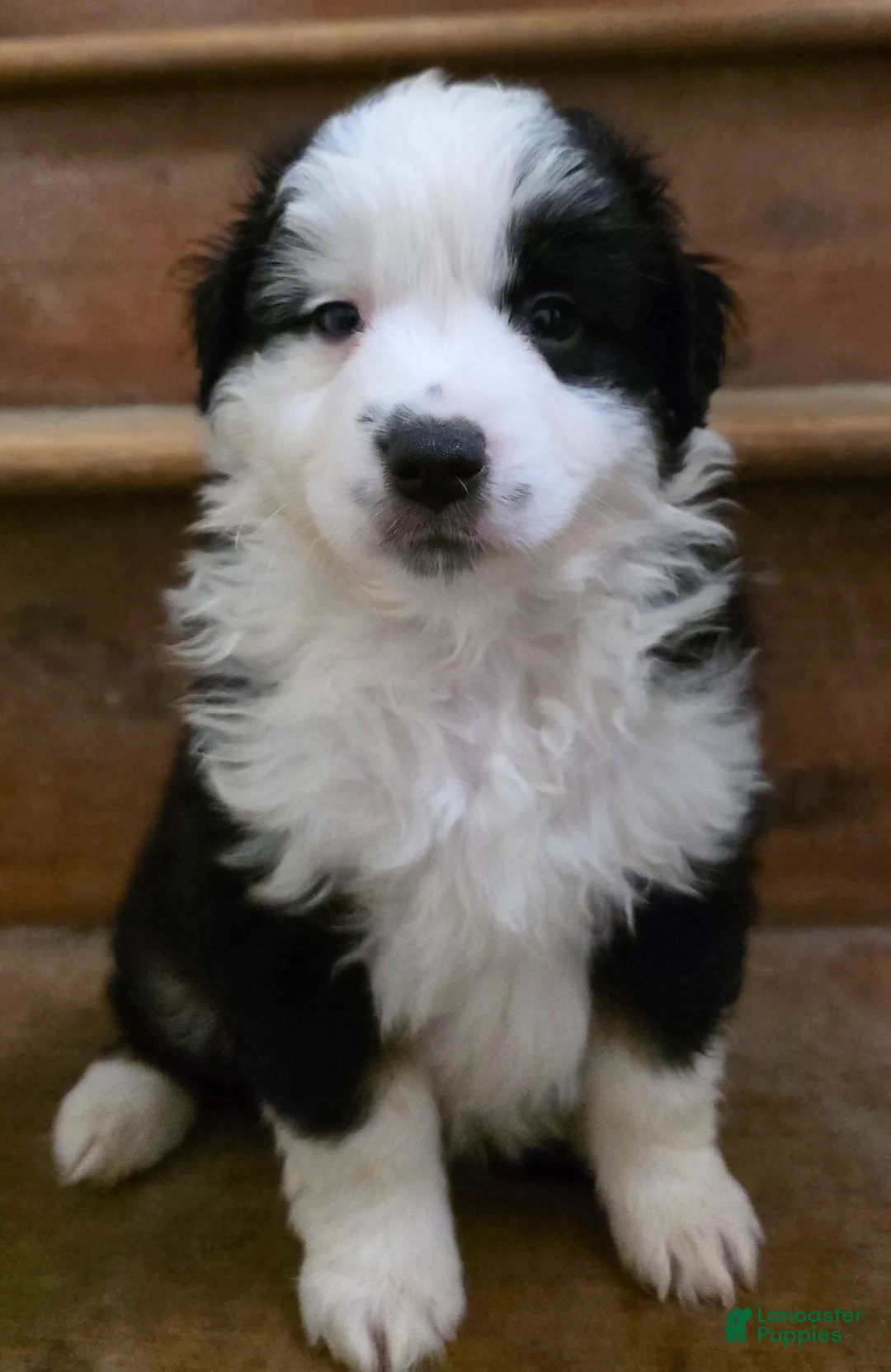 Miniature Australian Shepherd dogs for sale: Trent - Ad 2