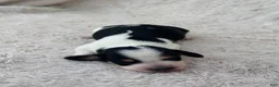 Miniature Dachshund dogs for sale: AKC Longhair Black PIEBALD Mini Dachshund GIRL - Ad 3