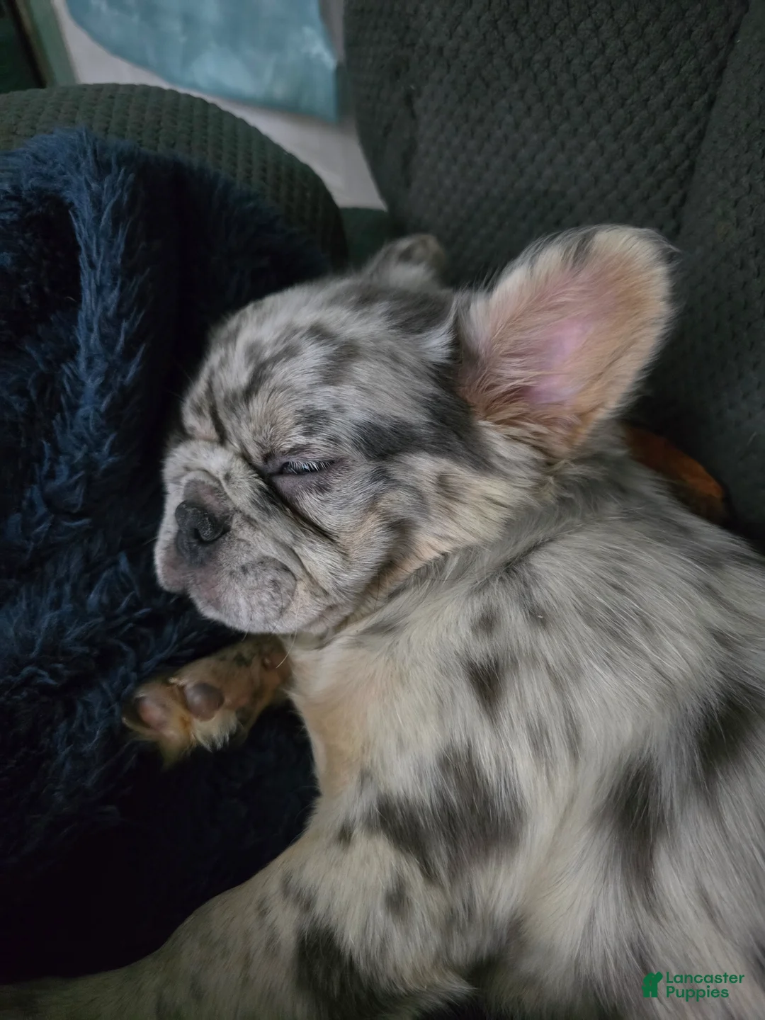 French Bulldog dogs for sale: French Bulldog Puppy 1 - Ad 2