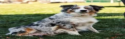 Miniature Australian Shepherd dogs for sale: Fern - Ad 9