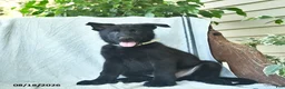 German Shepherd dogs for sale: Gage  - Ad 4