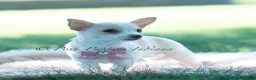 Chihuahua dogs for sale: Pearl - Ad 4