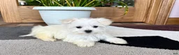 Maltese dogs for sale: Cody - Ad 3