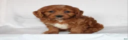 Cavapoo dogs for sale: Candy - Ad 2