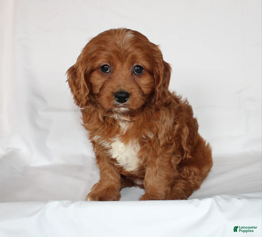 Cavapoo dogs for sale: Candy - Ad 2