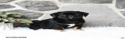 Pug dogs for sale: Buster - Ad 2