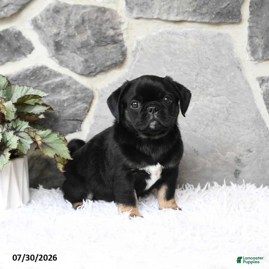 Pug dogs for sale: Buster - Ad 2