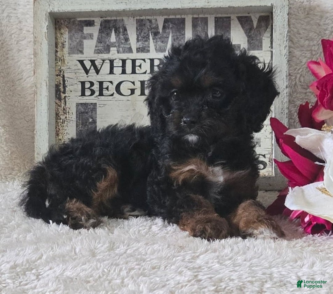 Cavapoo dogs for sale: Sasha - Ad 36