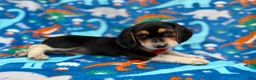 Beagle dogs for sale: Tigger - Ad 5