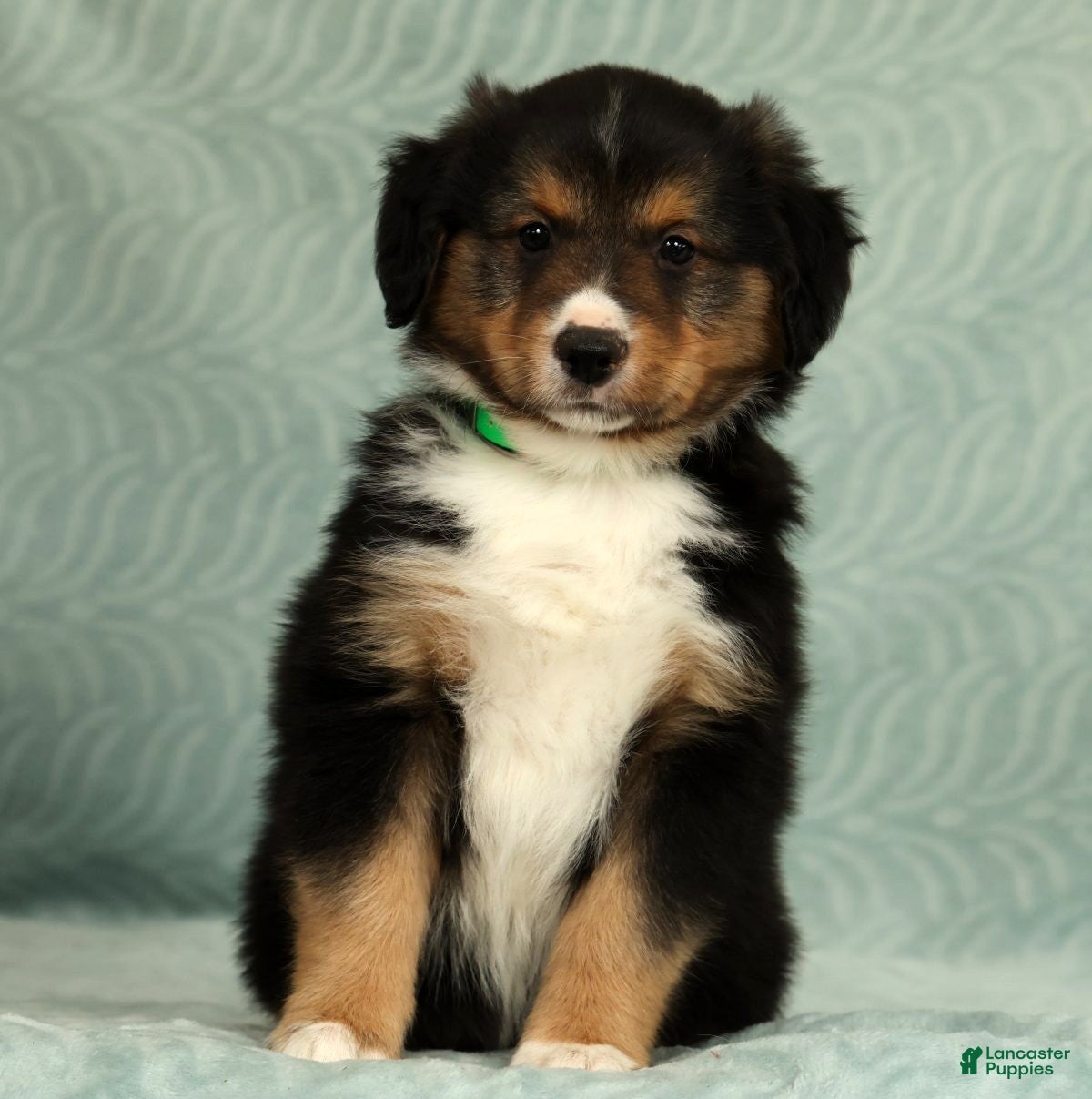 Australian Shepherd dogs Dallas - Ad 2