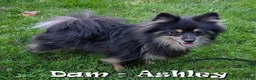 Pomeranian dogs for sale: Layla - Ad 10