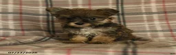 Morkie dogs for sale: Zoe - Ad 1