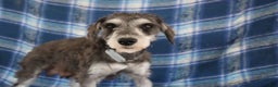 Miniature Schnauzer dogs for sale: tony - Ad 4