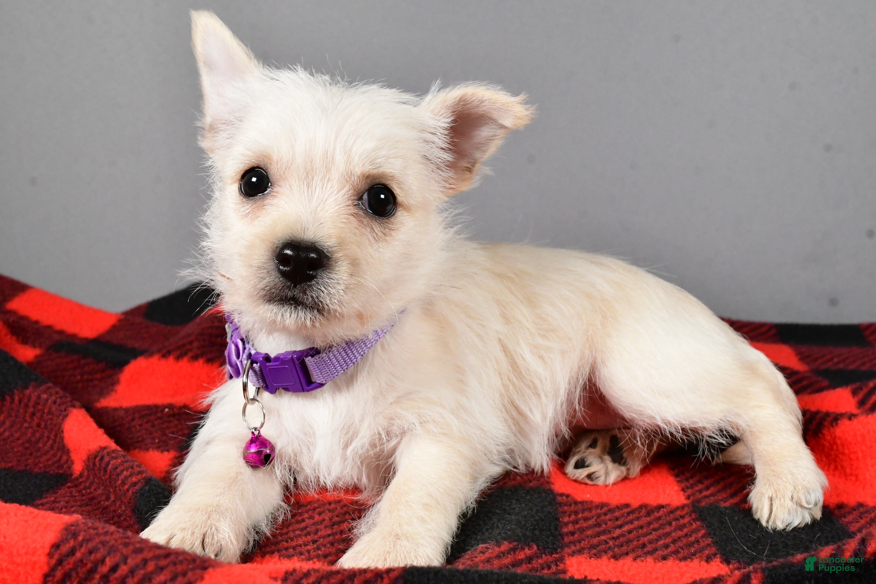 Cairn Terrier dogs Sox - Ad 3