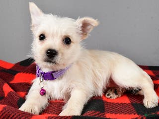 Cairn Terrier dogs Sox - Ad 2