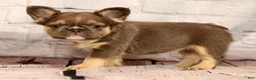 French Bulldog dogs for sale: Biscuit - Ad 5