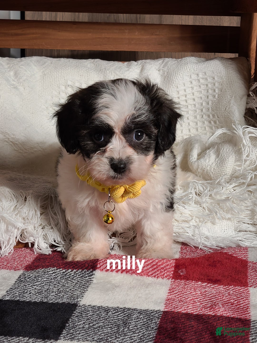 Teddy Bear dogs for sale: Milly - Ad 7