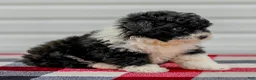 Mini Aussiedoodle dogs for sale: Cindy - Ad 4