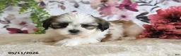 Shih Tzu dogs for sale: Mason - Ad 4