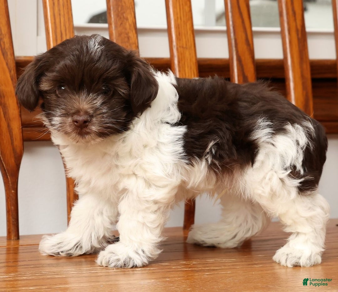 Havanese dogs for sale: Randy - Ad 3