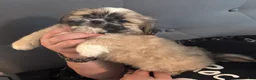 Mixed Breed dogs for sale: Peke- Tzu Pup 3 - Ad 3