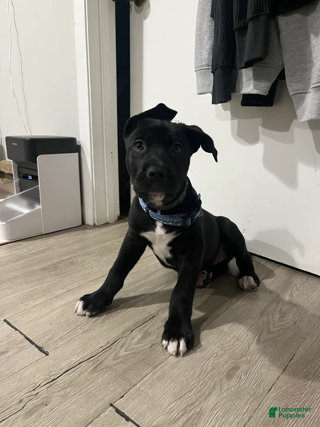 Mixed Breed dogs for sale: Mixed Breed 1 - Ad 2