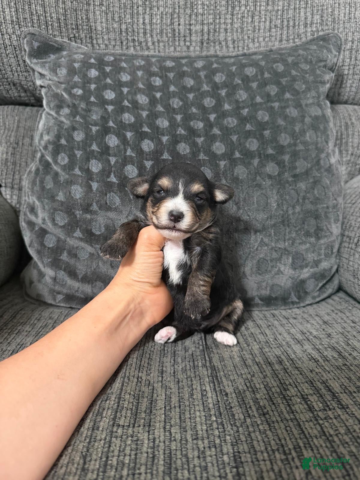 Yorkiepoo dogs for sale: Pudge - Ad 20