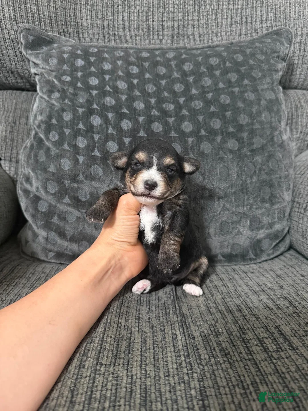 Yorkiepoo dogs for sale: Pudge - Ad 1