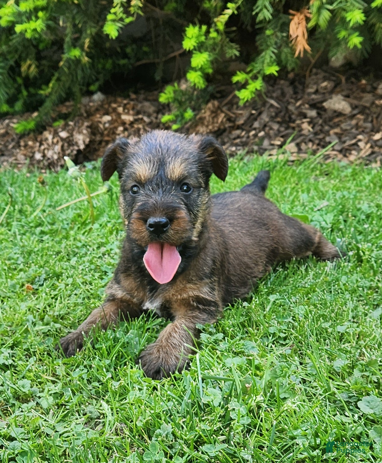 Irish Terrier dogs Sky - Ad 2
