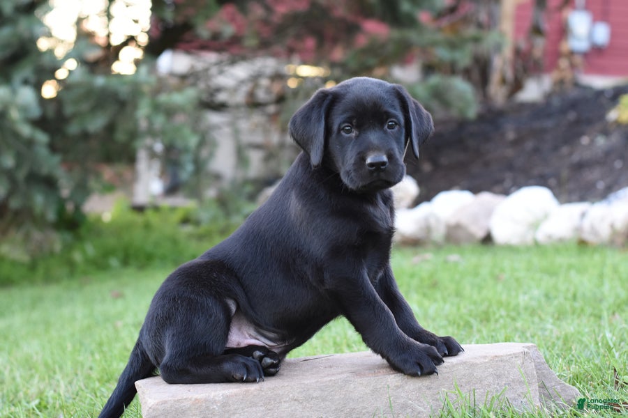 Labrador Retriever dogs for sale: Chance - Ad 2