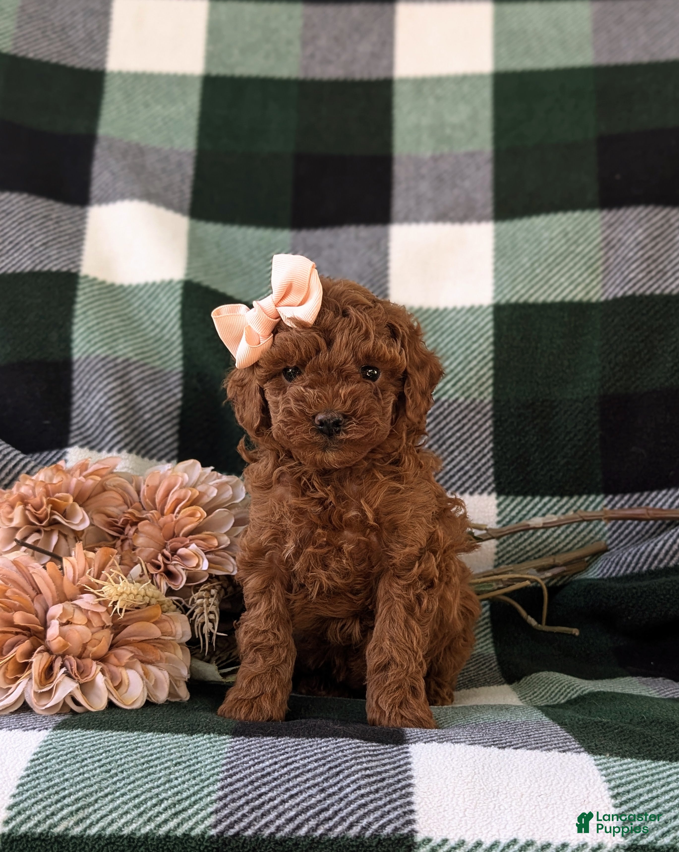 Miniature Poodle dogs Shay - Ad 2