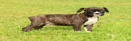 Boxer dogs for sale: Leo - Ad 6