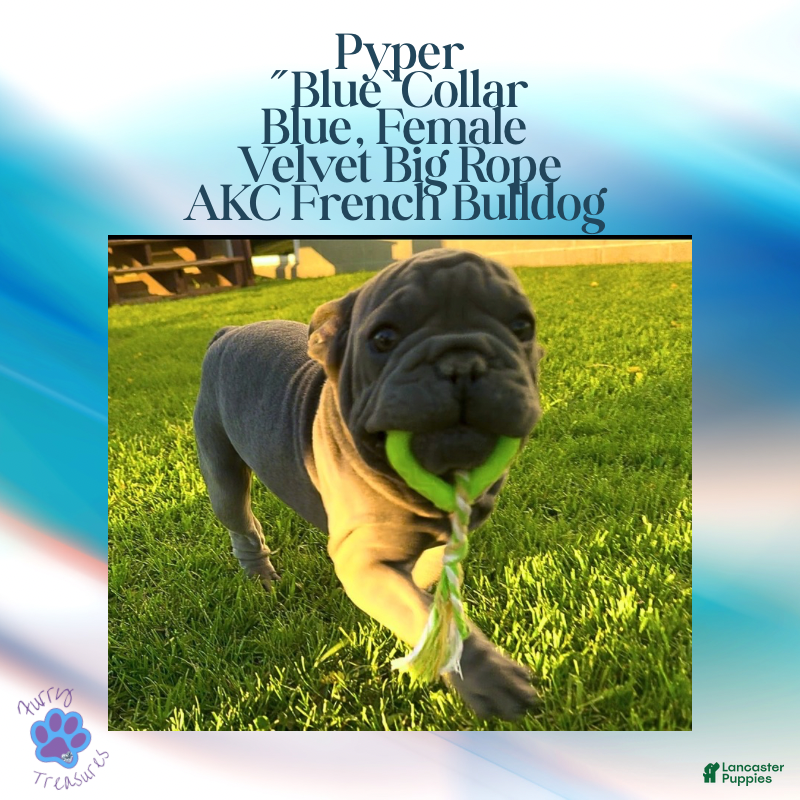 French Bulldog dogs Pyper “Blue”Collar, Female - Ad 29