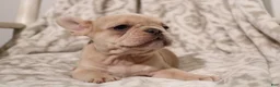 French Bulldog dogs for sale: Lacey - Ad 11