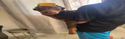 Doberman Pinscher dogs for sale: Doberman Pinscher Puppy 1 - Ad 4