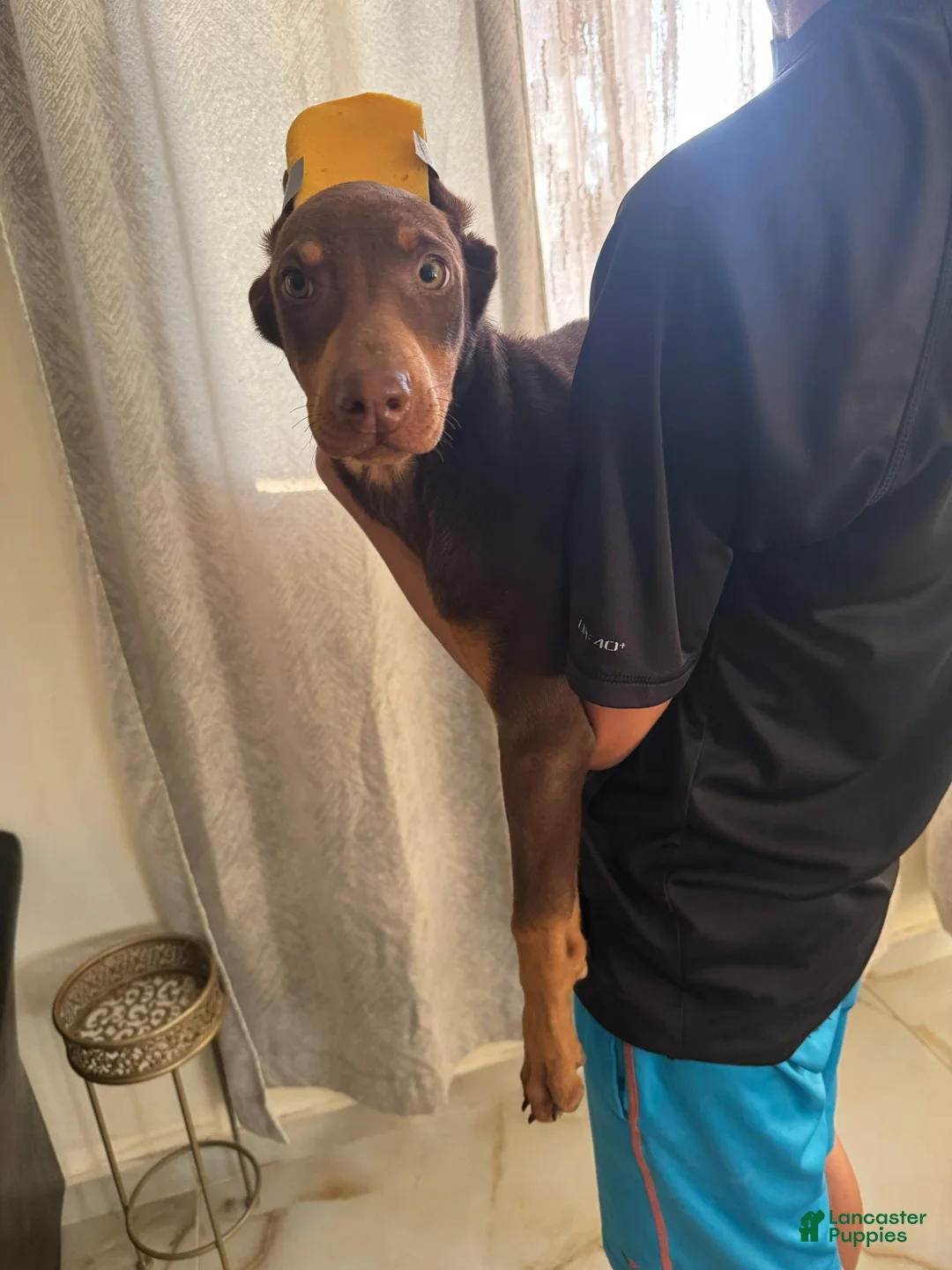 Doberman Pinscher dogs for sale: Doberman Pinscher Puppy 1 - Ad 4