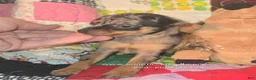 Miniature Pinscher dogs for sale: Van, merle boy - Ad 4