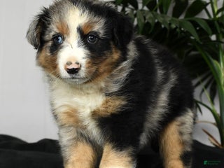 Australian Shepherd dogs Buster - Ad 34