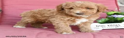 Miniature Poodle dogs for sale: Logan - Ad 3