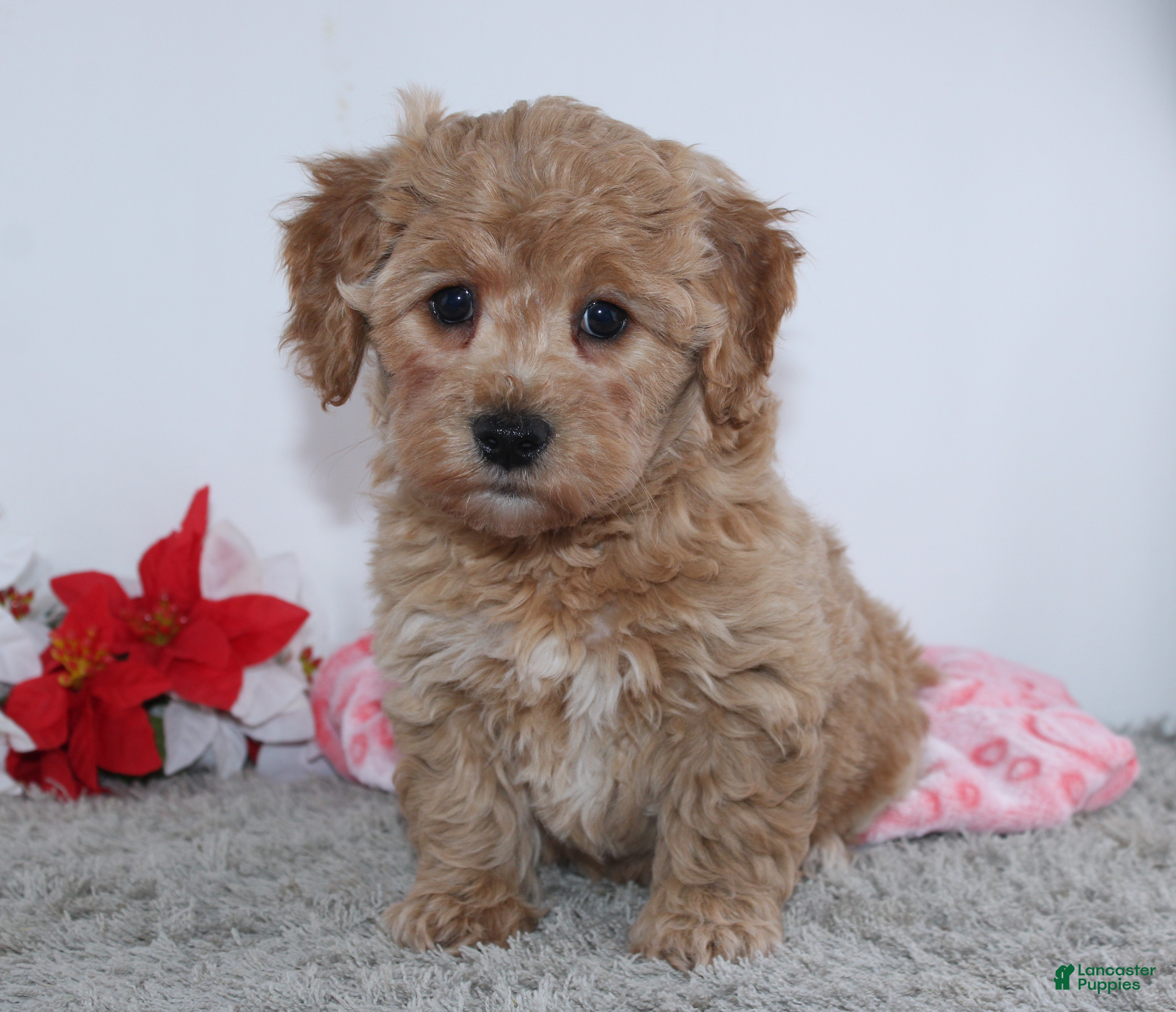 Mini Goldendoodle dogs Isabella - Ad 26