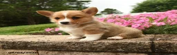 Welsh Corgi Pembroke dogs for sale: Ivy - Ad 1