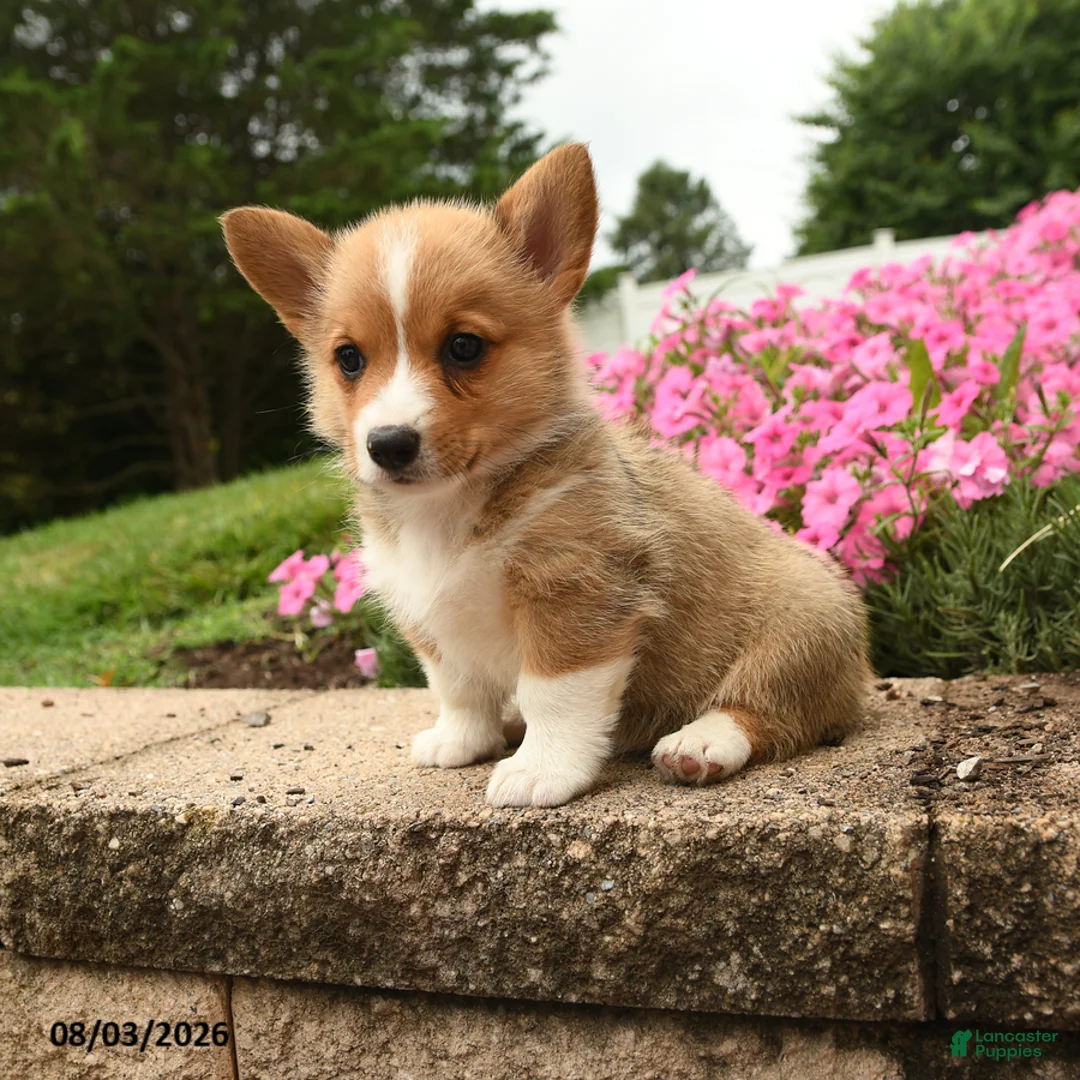 Welsh Corgi Pembroke dogs for sale: Ivy - Ad 1